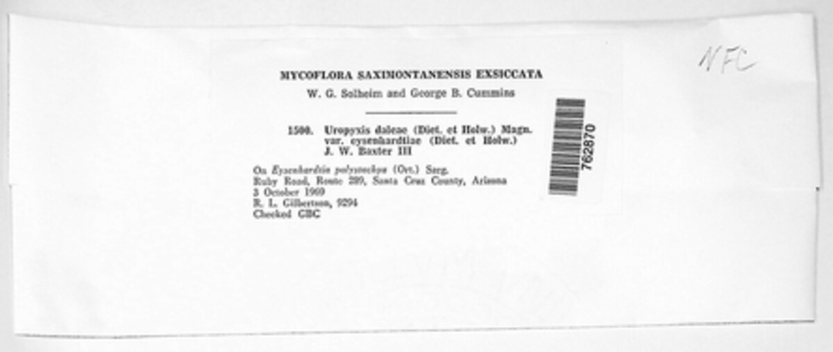 Uropyxis daleae image